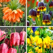 Fritillaria