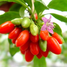 Arbusti fructiferi Goji pret avantajos - Cumpara online Arbusti fructiferi Goji pret avantajos - Cumpara online