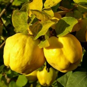 Gutui