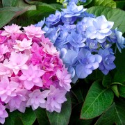 Hortensia