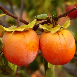 Plante exotice Kaki pret avantajos - Cumpara online Plante exotice Kaki pret avantajos - Cumpara online