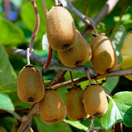 Plante exotice Kiwi pret avantajos - Cumpara online Plante exotice Kiwi pret avantajos - Cumpara online