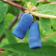 Lonicera