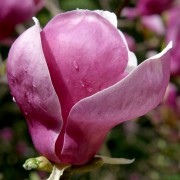 Magnolia