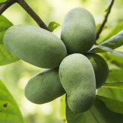Pawpaw