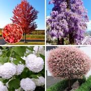 Plante ornamentale