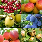 Pomi fructiferi