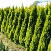 Thuja