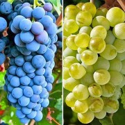 Vita de vie pentru vin