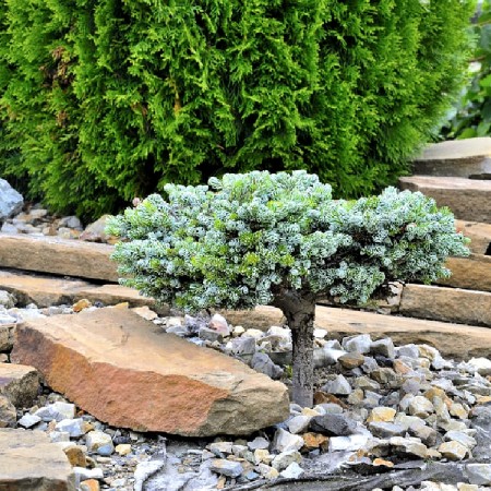 Brad Coreean Icebreaker altoit pe picior - Conifere - AgroDenmar.ro Brad Coreean Icebreaker altoit pe picior - Conifere - AgroDenmar.ro