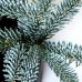 Abies procera Glauca - Conifere - AgroDenmar.ro