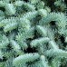 Abies procera Glauca - Conifere - AgroDenmar.ro