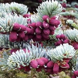 Abies procera Glauca