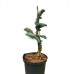 Abies procera Glauca - Conifere - AgroDenmar.ro