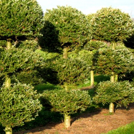Brad Coreean - Bonsai - 3 globuri - Conifere - AgroDenmar.ro