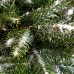 Brad nordmanniana Robusta - Conifere - AgroDenmar.ro