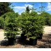 Brad nordmanniana Robusta - Conifere - AgroDenmar.ro