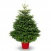 Brad Normandian 250 cm - Conifere - AgroDenmar.ro