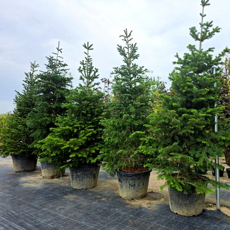 Brad Normandian 250 cm - Conifere - AgroDenmar.ro