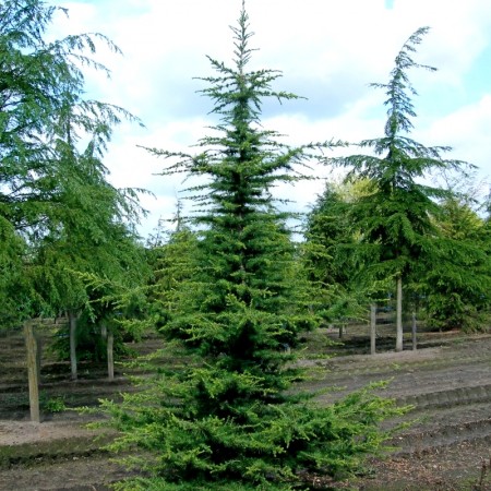 Cedru libanez Atlantica - Conifere - AgroDenmar.ro