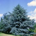 Cedru Atlantica Glauca