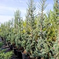 Cedru Atlantica Glauca 180 - 220 cm