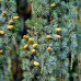 Cedru Atlantica Glauca Pendula - Conifere - AgroDenmar.ro