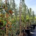 Cedru Atlantica Glauca Pendula - Conifere - AgroDenmar.ro