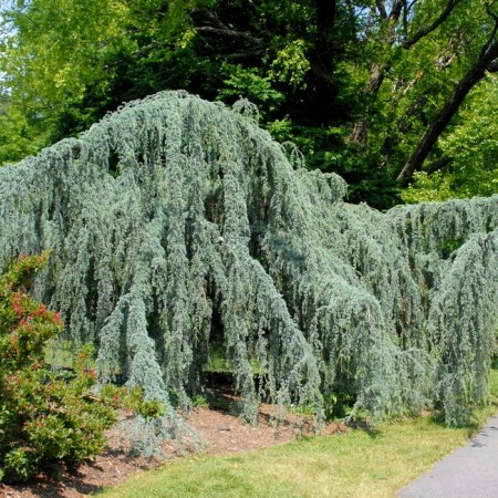 Cedru Atlantica Glauca Pendula - Conifere - AgroDenmar.ro