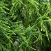Cedru japonez - Cryptomeria japonica Kyara Gold - Conifere - AgroDenmar.ro