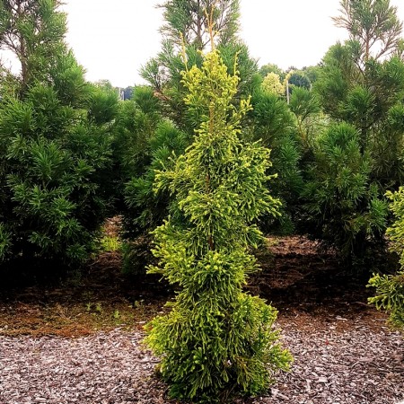 Cedru japonez - Cryptomeria japonica Kyara Gold - Conifere - AgroDenmar.ro