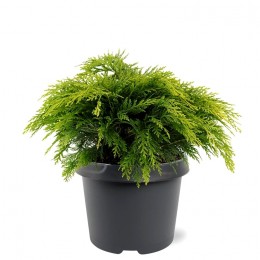 Chamaecyparis lawsoniana Sunkist - Conifere - AgroDenmar.ro