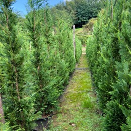 Chiparos Leylandii 175 - 200 cm - Conifere - AgroDenmar.ro