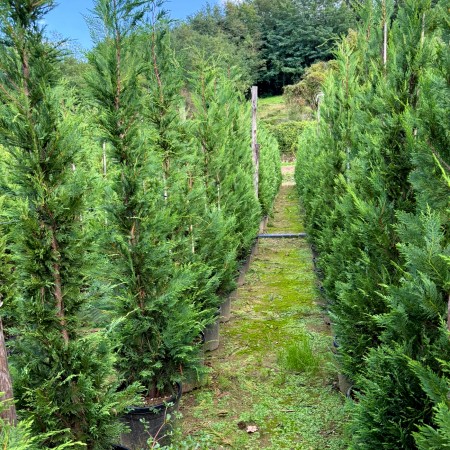 Chiparos Leylandii 175 - 200 cm - Conifere - AgroDenmar.ro
