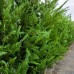 Chiparos Leylandii 200 - 250 cm - Conifere - AgroDenmar.ro Chiparos Leylandii 200 - 250 cm - Conifere - AgroDenmar.ro