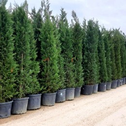 Chiparos Leylandii 450 - 475 cm