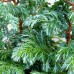 Chiparos Chamaecyparis pisifera Boulevard - Conifere - AgroDenmar.ro