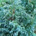 Chiparos Chamaecyparis pisifera Boulevard - Conifere - AgroDenmar.ro