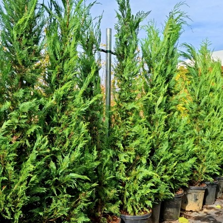 Chiparos Leylandii 200 - 250 cm - Conifere - AgroDenmar.ro Chiparos Leylandii 200 - 250 cm - Conifere - AgroDenmar.ro