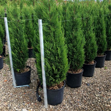 Chiparos Leylandii 2001 Tweeduizendeen - 150 cm - Conifere - AgroDenmar.ro
