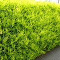 Chiparos Leylandii Castlewellan Gold
