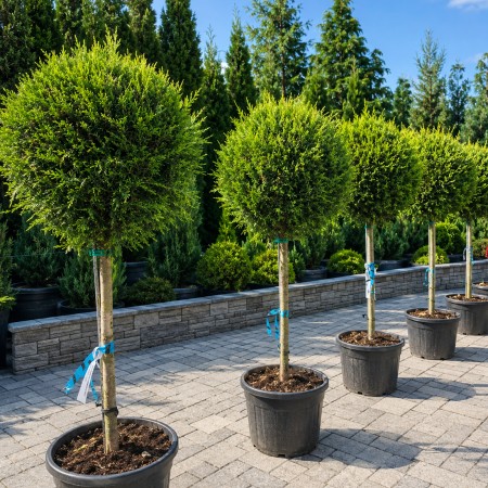 Chiparos Leylandii Castlewellan Gold - Glob pe tulpina - Conifere - AgroDenmar.ro