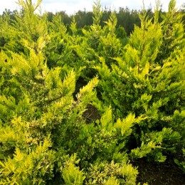 Chiparos Leylandii Gold Rider 140 - 160 cm Chiparos Leylandii Gold Rider 140 - 160 cm