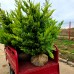 Chiparos Leylandii Gold Rider 140 - 160 cm - Conifere - AgroDenmar.ro Chiparos Leylandii Gold Rider 140 - 160 cm - Conifere - AgroDenmar.ro