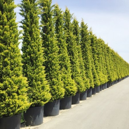 Chiparos Leylandii Gold Rider 175 - 200 cm - Conifere - AgroDenmar.ro