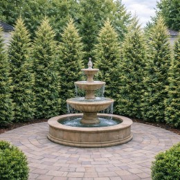 Chiparos Leylandii variegatus 175 - 220 cm - Conifere - AgroDenmar.ro