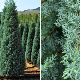Cupressus Arizonica Fastigiata 150 - 200 cm