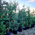 Chiparos Leylandii 150 cm