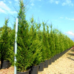 Cupressocyparis Leylandii Pyramidalis