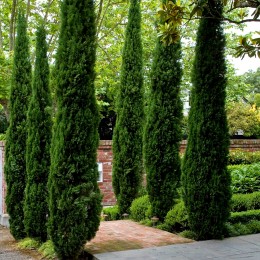 Cupressus sempervirens Totem - Conifere - AgroDenmar.ro
